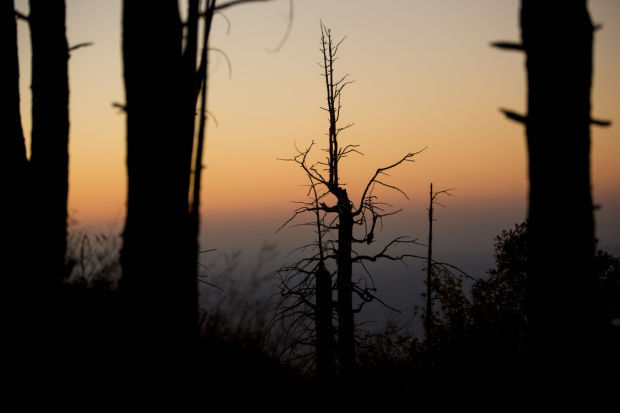 Fall colors on Mount Lemmon